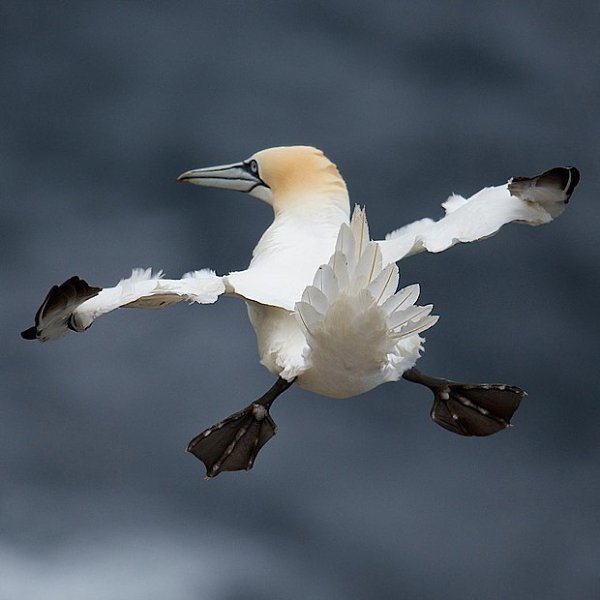 Самые смешные фото животных, получившие премию Comedy Wildlife Photography Awards - 8