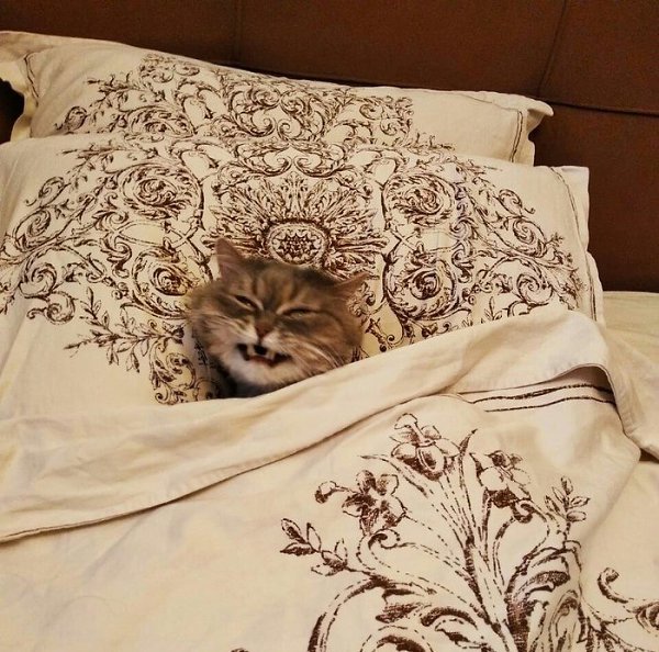 Тот сладкий момент, когда проснувшись с утра, думаешь, что пятница, а оказывается — суббота - 2