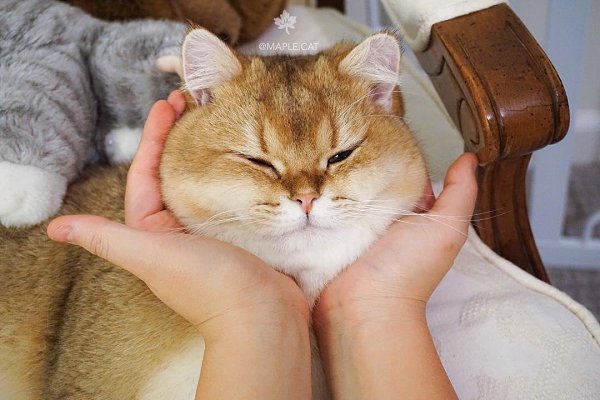 Какой смысл в пластической хирургии вообще, если все равно нельзя стать таким милым как этот ... - 5