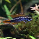 Apistogramma agassizii   