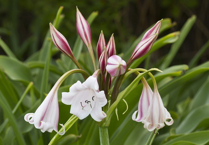 . (Crinum)    ,     ... - 2