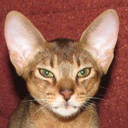 Miatvey, ������, 52 ����