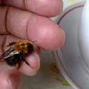  Velvad,  -  12  2018   VELVAD. BUMBLE-BEE HAVE DINNER