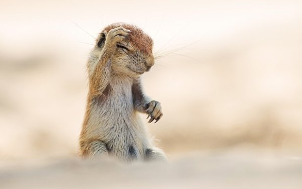 Самые смешные фото животных, получившие премию Comedy Wildlife Photography Awards - 9