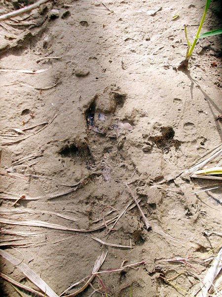 Омск. Следы деятельности бобров на Зеленом острове. - 5