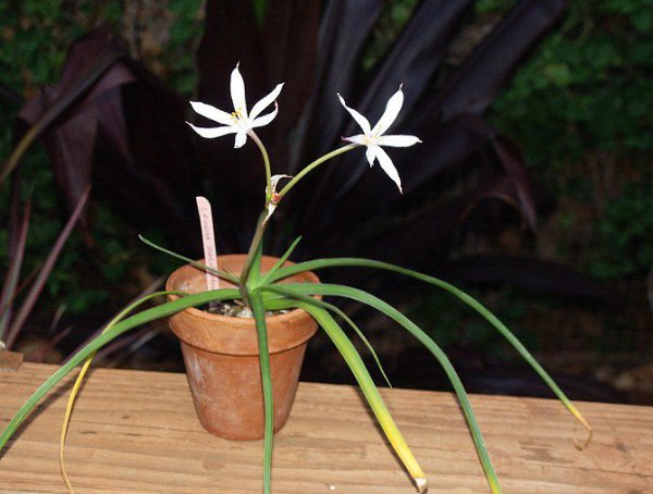 . (Crinum)    ,     ... - 3