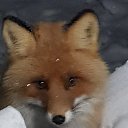 ���� �������, ����, 41 ��� - ��������� 22 ����� 2019 � ������ ���� ����������