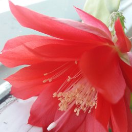 �����, ������