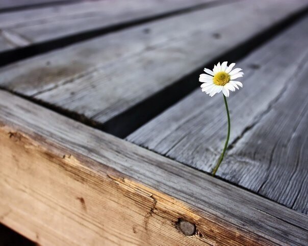 ����� ����������� �������������� ��������������. � �������� �� �����