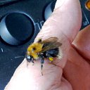  Velvad,  -  12  2018   VELVAD. BUMBLE-BEE. 1