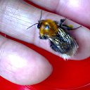  Velvad,  -  12  2018   VELVAD. BUMBLE-BEE HAVE DINNER