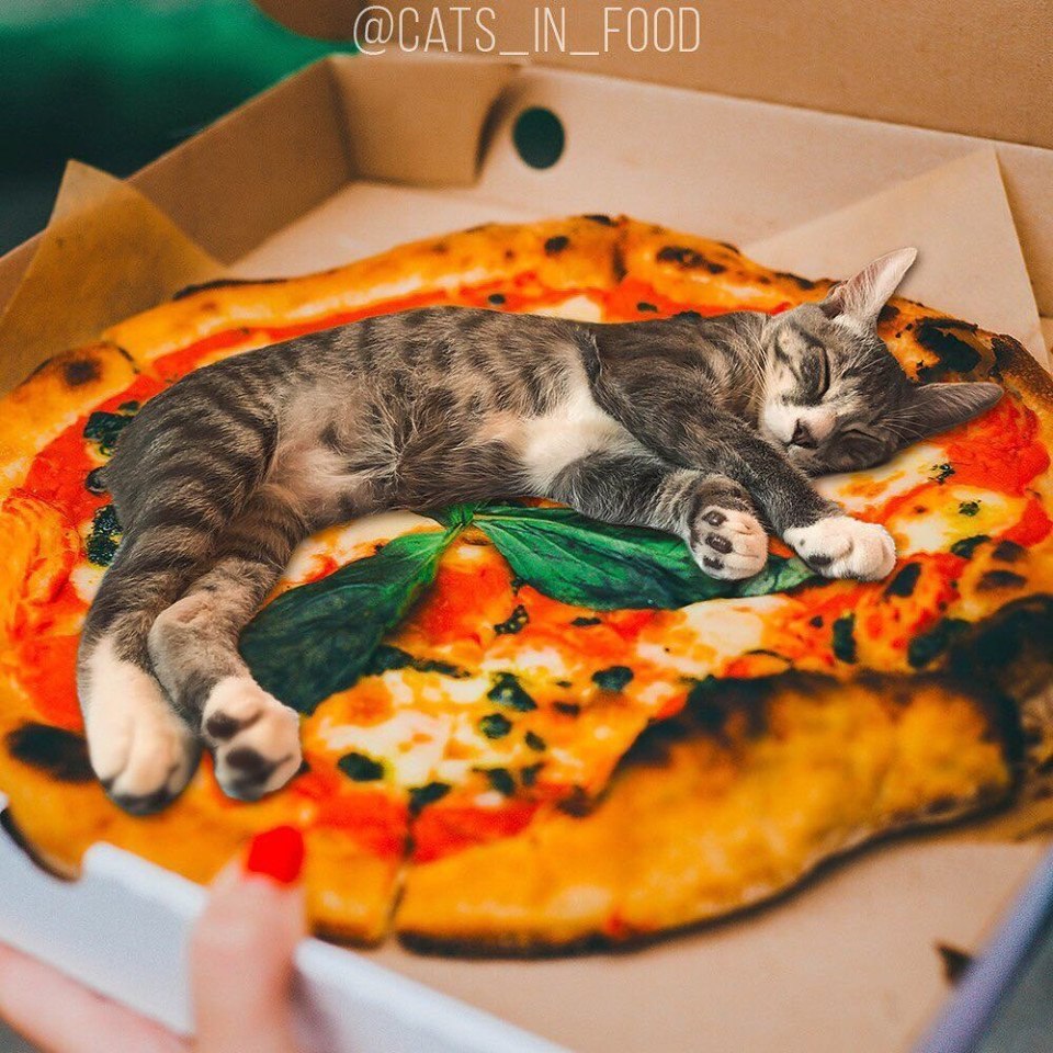      .: cats_in_food (instagram)#@bon - 9