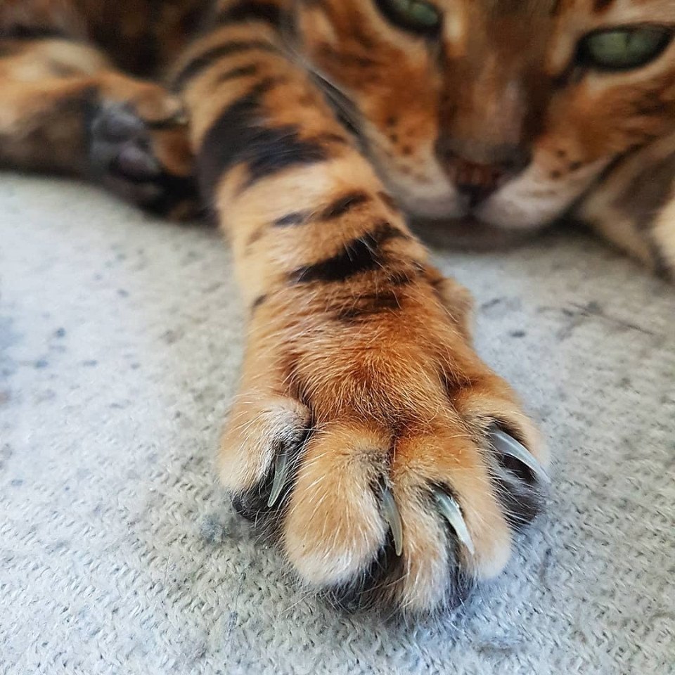  https://fotostrana.ru/away?to=/sl/3133 prime_the_bengal - 3