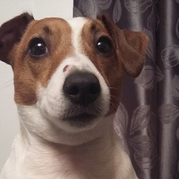 Anton, ����, 48 ���