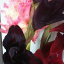 ���� ������, ������ - ��������� 26 ������� 2019 � ������ ���� ����������