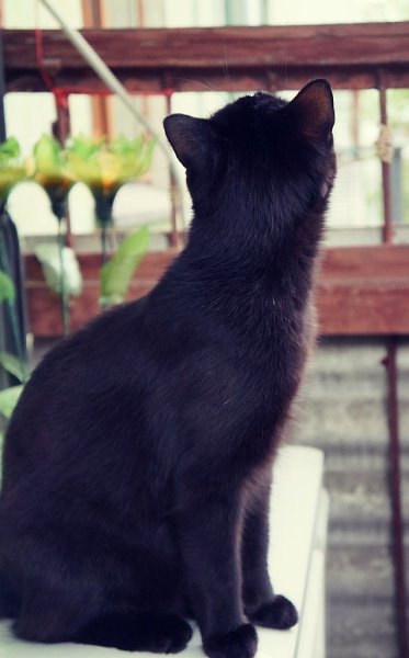 #Безкота_добро.Как часто мы видим красивых, ухоженных, удивительно приятных и почти идеальных.. ...