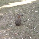  , , 46  -  6  2018   -- 2018