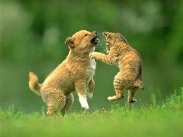 Кот забрал игрушку у собаки