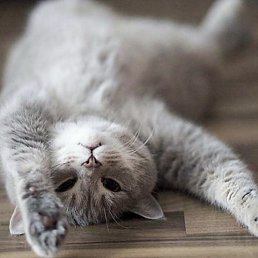 �����, ����, 45 ���