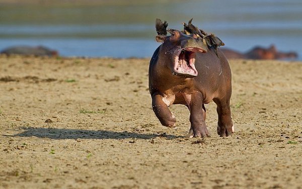 Самые смешные фото животных, получившие премию Comedy Wildlife Photography Awards - 3