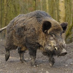 ������, ����, 45 ���