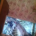 ���� ������, ����������, 38 ��� - ��������� 19 ����� 2019