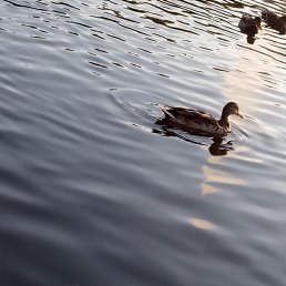 �������, ������������, 34 ����