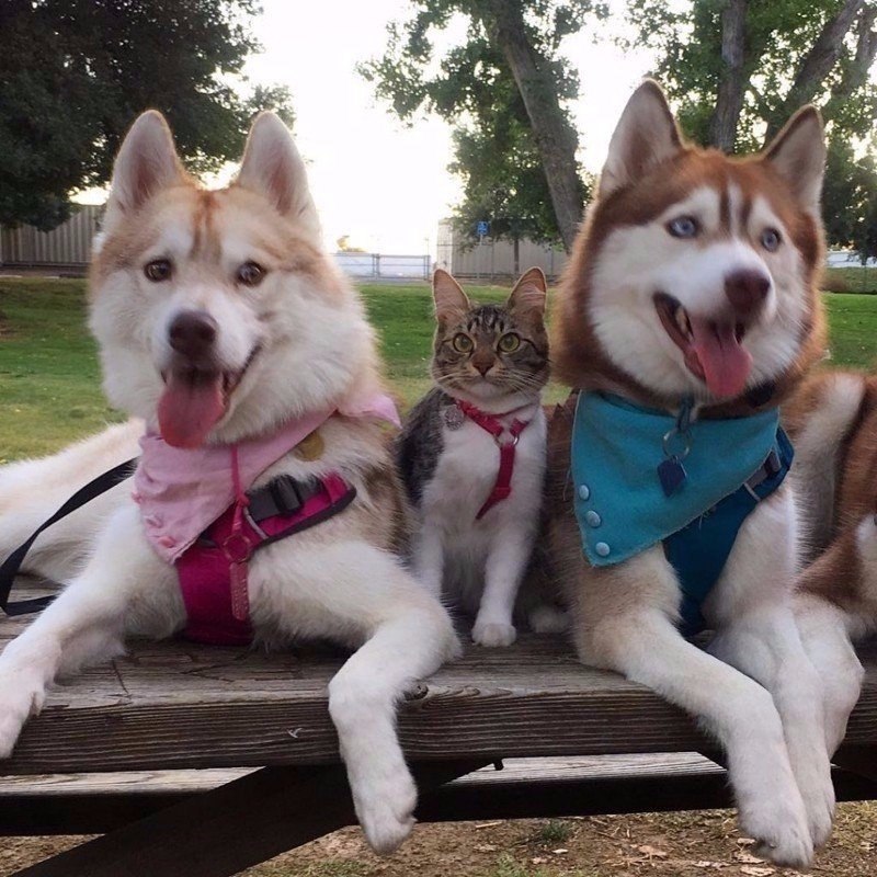 o, oo    ,    oo  oo oo