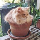 ���� C�������, ������, 58 ��� - ��������� 15 ������� 2018