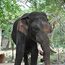 ���� Aru, �������� - ��������� 16 ������� 2018 � ������ �GURUVAYUR, KERALA, INDIA�