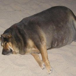 �����, ������, 43 ����