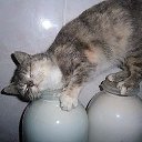 ���� Lilli, ������ - ��������� 11 ������� 2019 � ������ ���� ����������