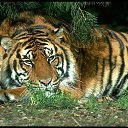 ���� �����, ���, 63 ���� - ��������� 1 ������ 2018 � ������ ���� ����������