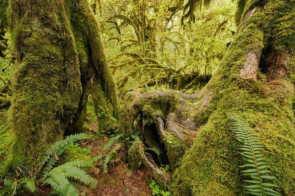 Дождевой лес Hoh Rain Forest. Национальный парк Олимпик, США . Это уникальное место, интересное ... - 3