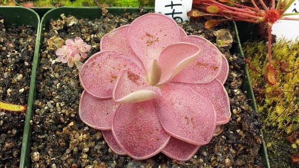  . (Pinguicula)       . ...