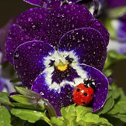 ����, �����������