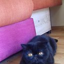 ���� Andrej, ��������, 58 ��� - ��������� 27 ������ 2018 � ������ �������