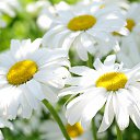 ���� �����, �����, 56 ��� - ��������� 31 ���� 2018 � ������ ������ ��������