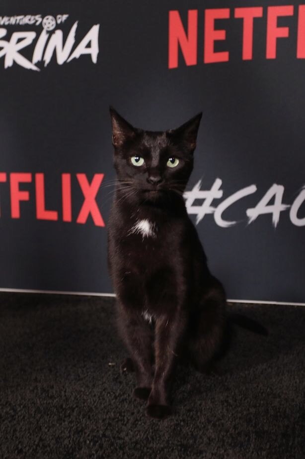   (     )      Netflix ...