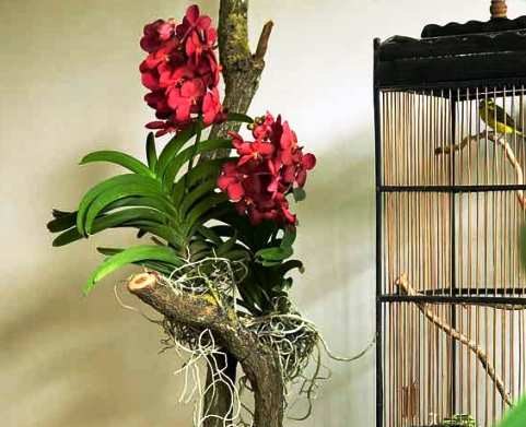 Орхидея Ванда — выращивание и уход в домашних условиях