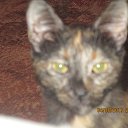 ���� ������, ���������, 54 ���� - ��������� 27 ������� 2018 � ������ �PetLove�