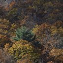 ���� Igor, ��� ����, 62 ���� - ��������� 7 ������ 2018 � ������ �Bear Mountain�