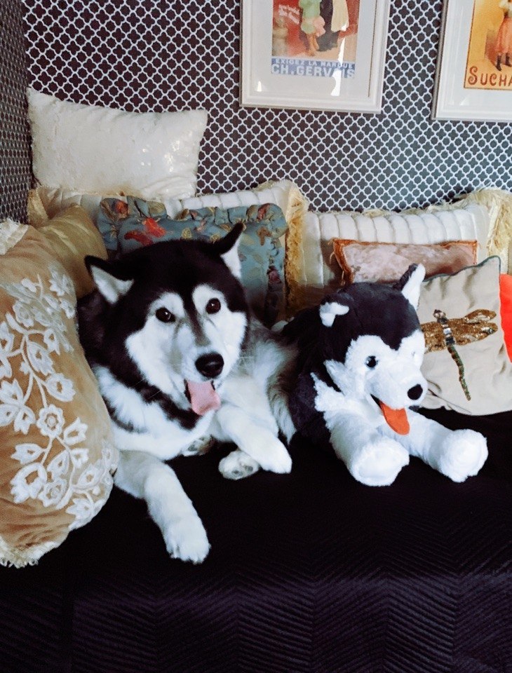 Холли.2года 3месХаски P.S. Та, что слева)