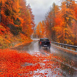 �������, ���������, 43 ����