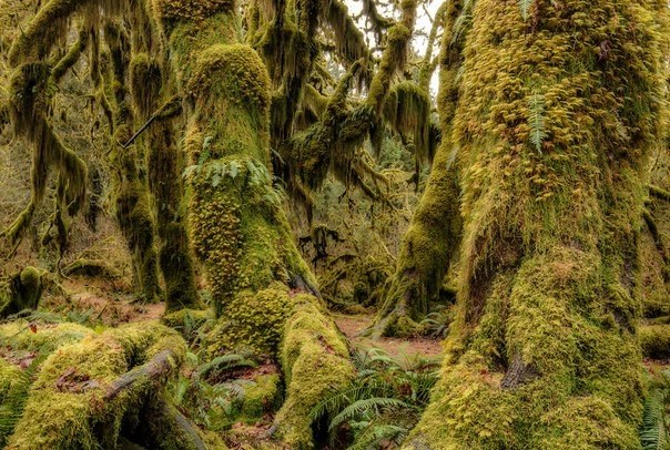   Hoh Rain Forest.   ,  .   ,  ... - 5
