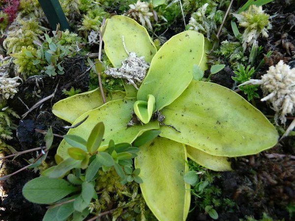  . (Pinguicula)       . ... - 3