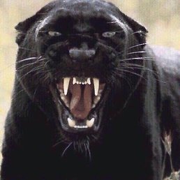 ����, ���������, 27 ���