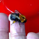  Velvad,  -  12  2018   VELVAD. BUMBLE-BEE HAVE DINNER