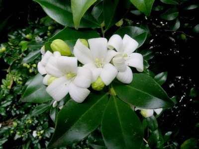 .     (Murraya paniculata)     ...