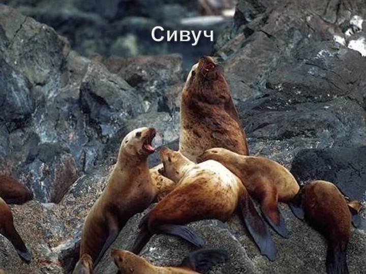 Сивуч :).Ученые не могут понять, почему с каждым годом популяция сивучей сокращается. А по мне, так ...